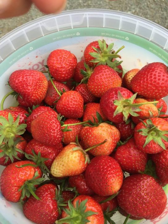 strawberry picking - a bucket of strawberries