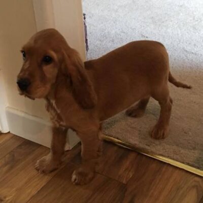 Meet our new addition