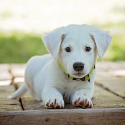 How To Help Your New Dog Settle In