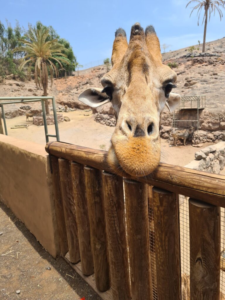 Fuerteventura zoo
