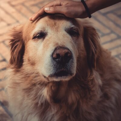 How to Care for an Older Dog
