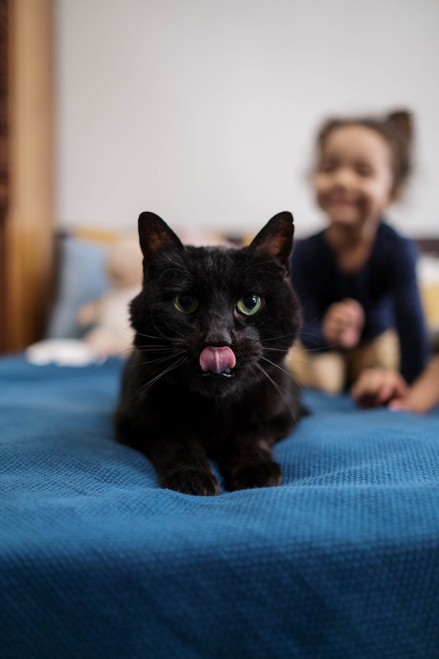 black cat on blue textile