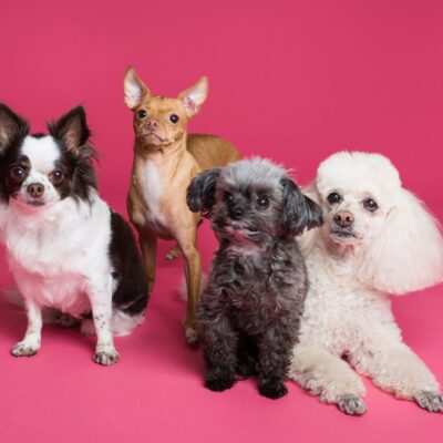 What are the Costs Involved with Having a New Pet?