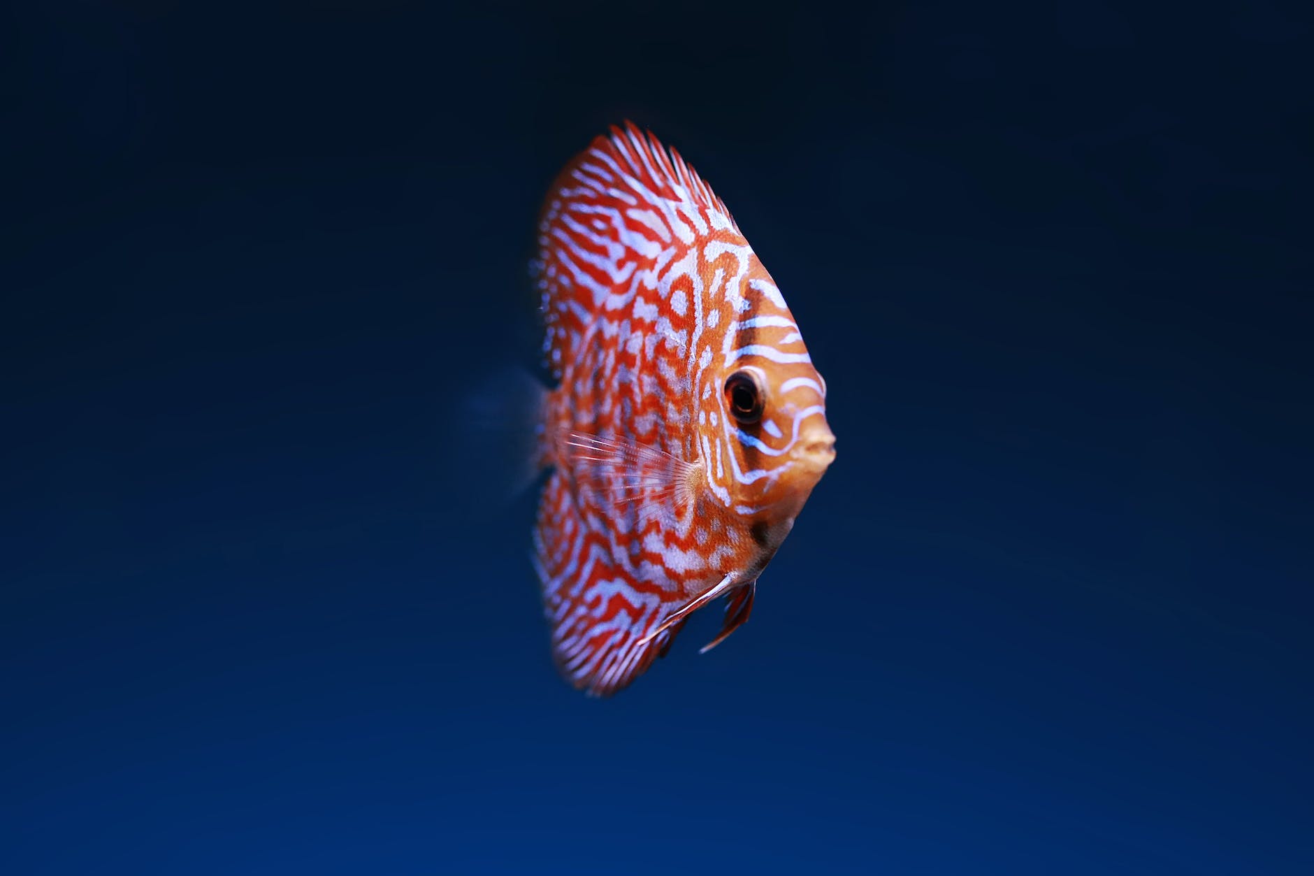 pink discuss fish